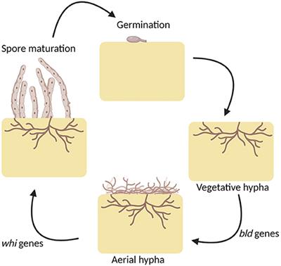 Application of Streptomyces Antimicrobial Compounds for the Control of Phytopathogens